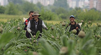 Coğrafi işaret tescilli Hasanağa enginarında hasat zamanı