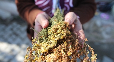 Doğal Kök Boya Sındırgı'da Üretilecek   