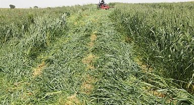 Dört dörtlük projede hasat başladı