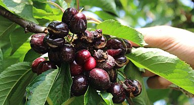 Erkenci kirazları yağmur vurdu