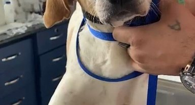 Hayvanseverler Sokak Köpeğinin Yardımına Koştu