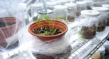 Genom Düzenleme Teknolojisi Havuçta Başarıyla Uygulandı