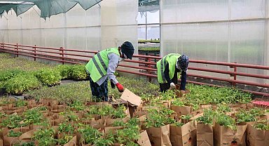 Gölbaşı Belediyesi'nden ata tohumu fidesi