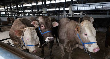 İnegöl hayvan pazarına ilk kurbanlıklar geldi