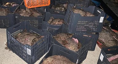 İstanbul'da yasa dışı avlanan 9 ton kalkan balığı ele geçirildi