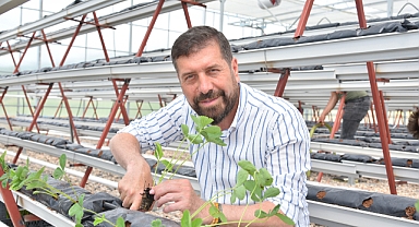 Jeotermal Serada 10 Bin Kök Çilek Dikildi   