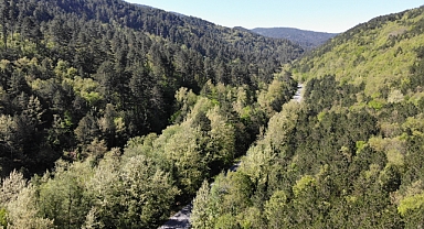  Kazdağları Yeşilin Binbir Tonuna Ev Sahipliği Yapıyor 
