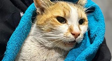 Kediye köpek saldırtarak öldüren şahıs 6 ay boyunca her ay hayvan konulu bir kitap okuyacak