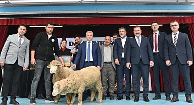 Kuralar Çekildi, %100'ü Hibeli 41 Damızlık Koç sahibini Buldu