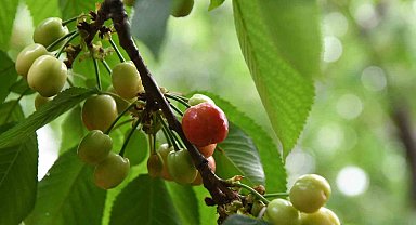Lapseki kirazına sayılı günler kaldı