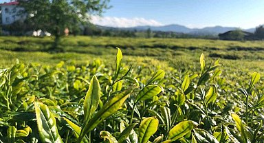 Lipton, Doğu Karadeniz'de çay hasadına başladı