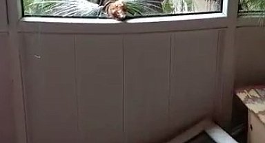 Maltepe'de devrilen ağaç evinin camlarını kırdı, facia ucuz atlatıldı