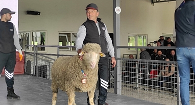 Merinos ırkı koç 76 bin 100 liradan satıldı   