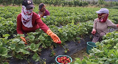 Meşhur Emiralem çileklerinde hasat zamanı