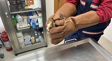 Pendik'te bitkin bulunan balaban kuşu koruma altına alındı