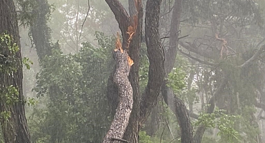 Sağanak Yağmur Ve Fırtına Ağaç Devirdi 