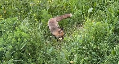 Tilki bile ekmek yediği yeri unutmuyor...