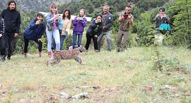 Yavru vaşak artık özgür