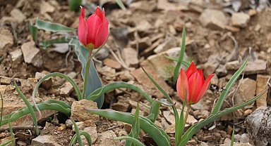 Yılda 15 gün görülen 