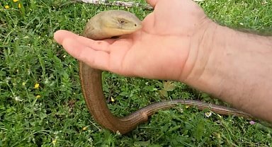 Zararsız olduğunu ispatlamak için eliyle dadikalarca sevdi