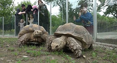 Zoopark'taki kaplumbağalara Dünya Kaplumbağa Günü'nde ziyafet
