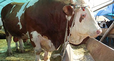 1 ton 650 kilogramlık "Vartolu" isimli dana araba fiyatına satıldı