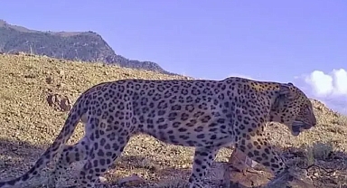 100'ün Üzerinde Fotokapanla Aranıyor