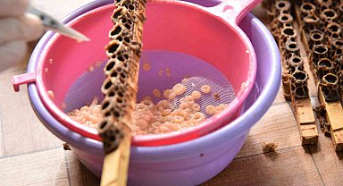 'Beyaz altın'ın kilosu 15 bin liradan satılıyor