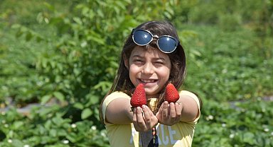 'Kırmızı elmas'ın ilk hasadı yapıldı