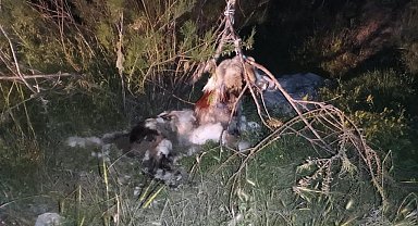 Ankara'da 17 köpek ağaca asılmış halde bulundu