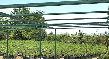 Balıkesir’den Dünyaya İhraç Ediliyor