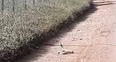 Bayramiç'te yılanların 'çiftleşme dansı' kameraya yansıdı