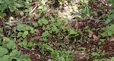 Bestler Dereler kırsalında EYP düzeneği ele geçirildi