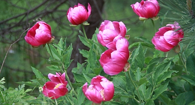 Bu Bitkiyi Koparmanın Cezası 244 Bin Lira   