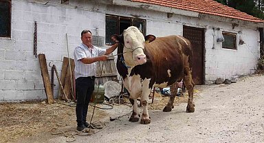 Çanakkale'de 1.6 tonluk boğa, 220 bin TL'den alıcısını bekliyor