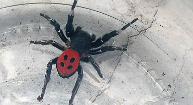 Denizli’de Zehirli Uğur Böceği Örümceği Görüldü 