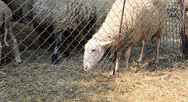 Edremit’te Kurban Satış Ve Kesim Yerleri Belirlendi! 