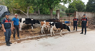 Firar Eden İnekleri Jandarma Buldu   