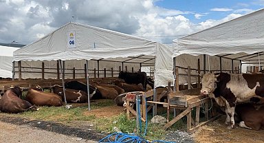 İlk kurbanlıklar Sultanbeyli'ye giriş yaptı