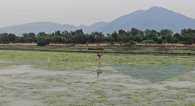İzmir Körfezi can çekişiyor