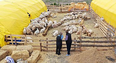Keçiören'de kurban pazarı kuruldu, satışlar başladı