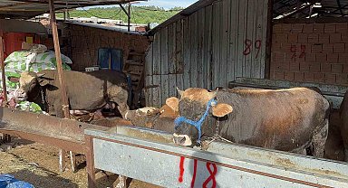 Kurban Bayramı öncesinde hayvan satışlarına "kimyasal döküm" engeli