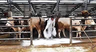 Kurban pazarlarında sinekle mücadele