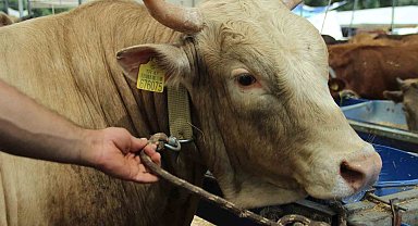 Kurbanlık büyükbaş hayvan seçerken nelere dikkat edilmeli