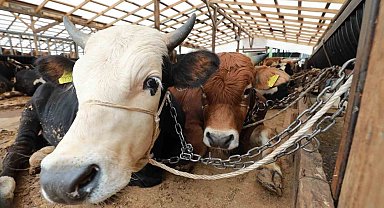 Kurbanlık hayvanın strese girmemesine dikkat