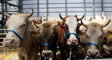 Kurbanlık seçimi ve kesiminde önemli hususlar