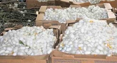 Nallıhan'da ipek böceği kozası hasat zamanı