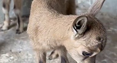 Öksüz kalan yavru yaban keçileri süt anneye emanet