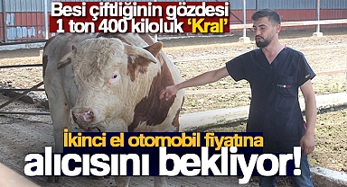 Onu Gören Şaşırıyor: Otomobil Fiyatına Kurbanlık Dana