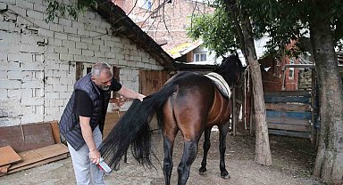 "Uludağ" isimli tay annesinin karnındayken satıldı